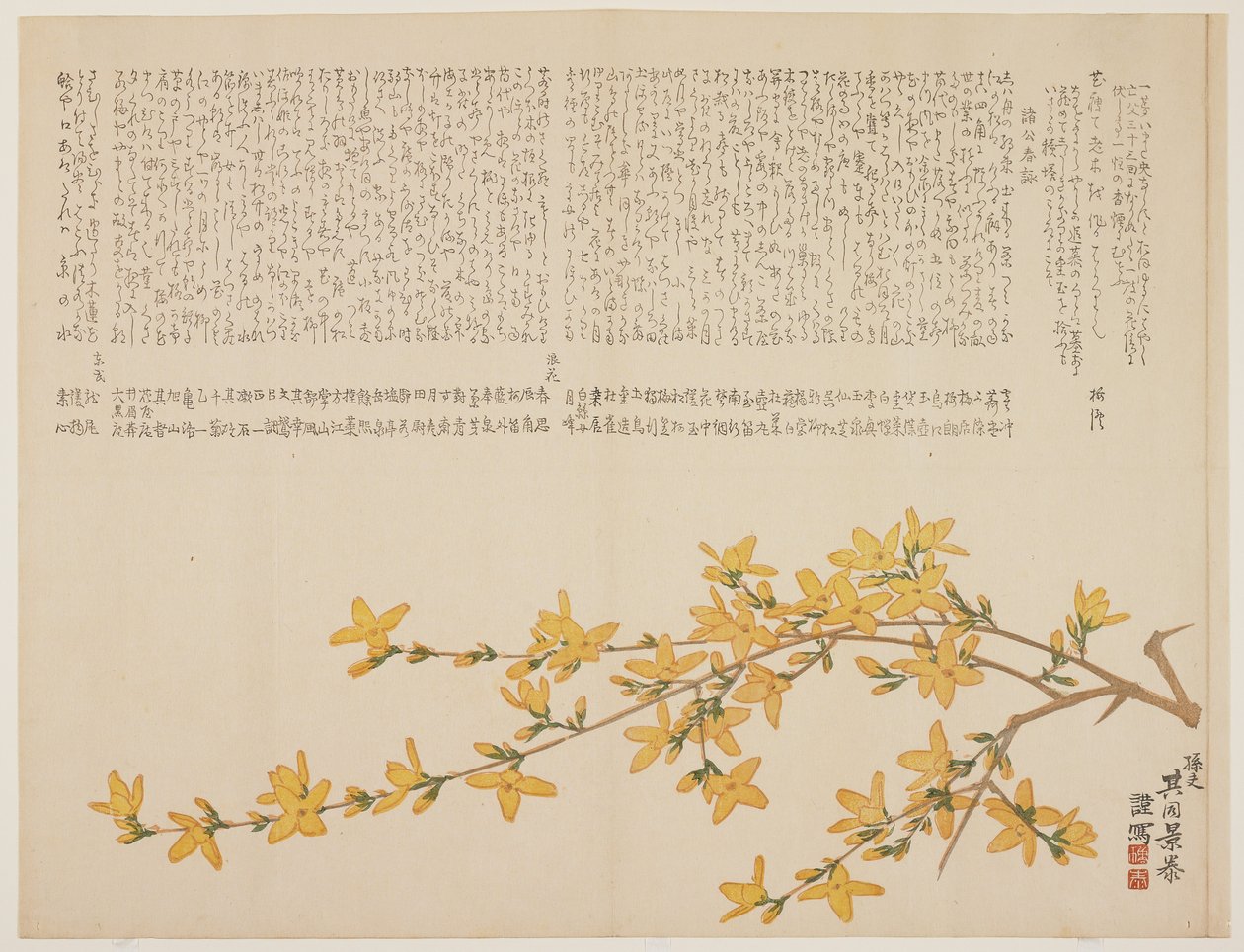 Rosa amarela japonesa, ou Yamabuki, c.1818-29 (impressão do woodblock da cor) de Kid Kageyasu