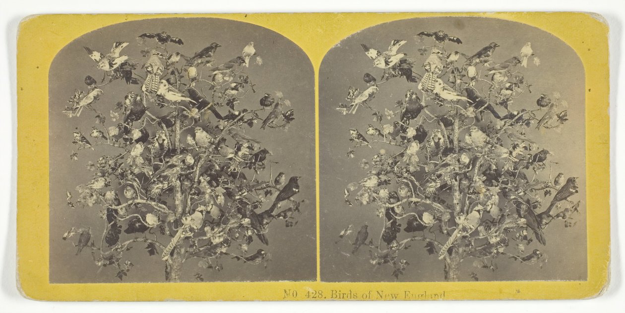 Pássaros da Nova Inglaterra, 185575. Criadores: Irmãos Kilburn, BW Kilburn. de Kilburn Brothers, BW Kilburn