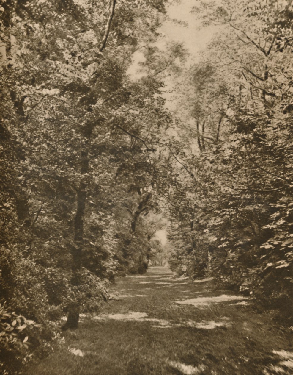 "A Woodland Glade Within A Few Hundred Yards of the Earl