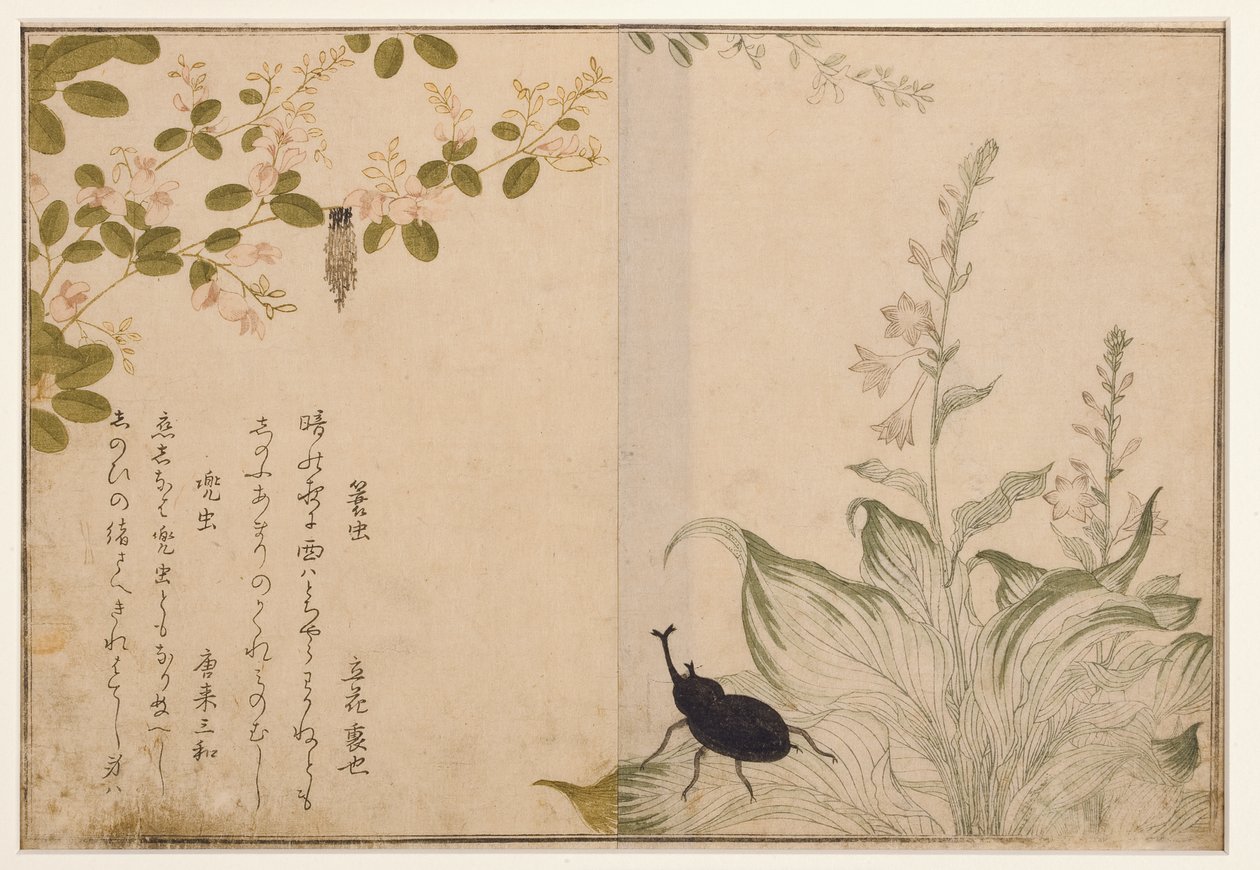 Verme de cesta e besouro de capacete, 1788 (xilogravura) de Kitagawa Utamaro