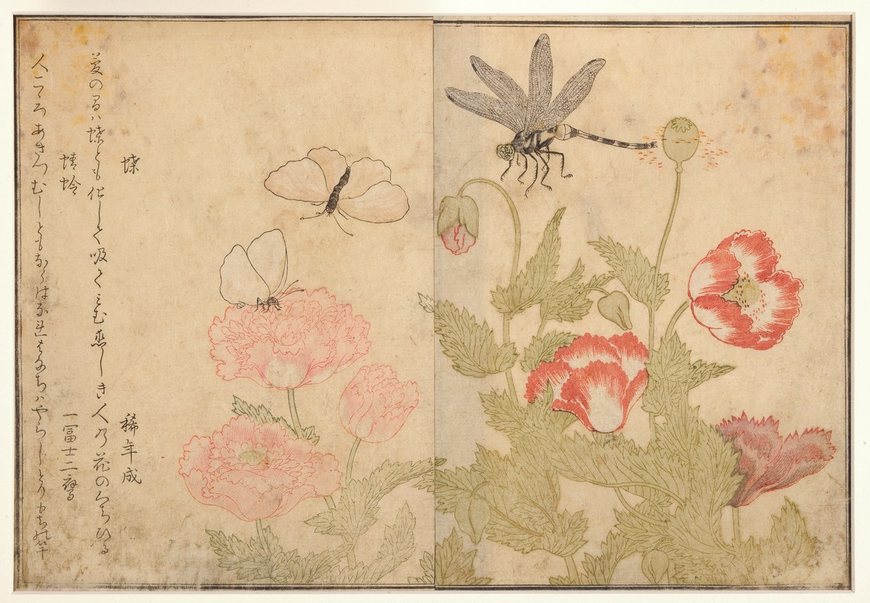 Borboleta e libélula, 1788 (xilogravura) de Kitagawa Utamaro