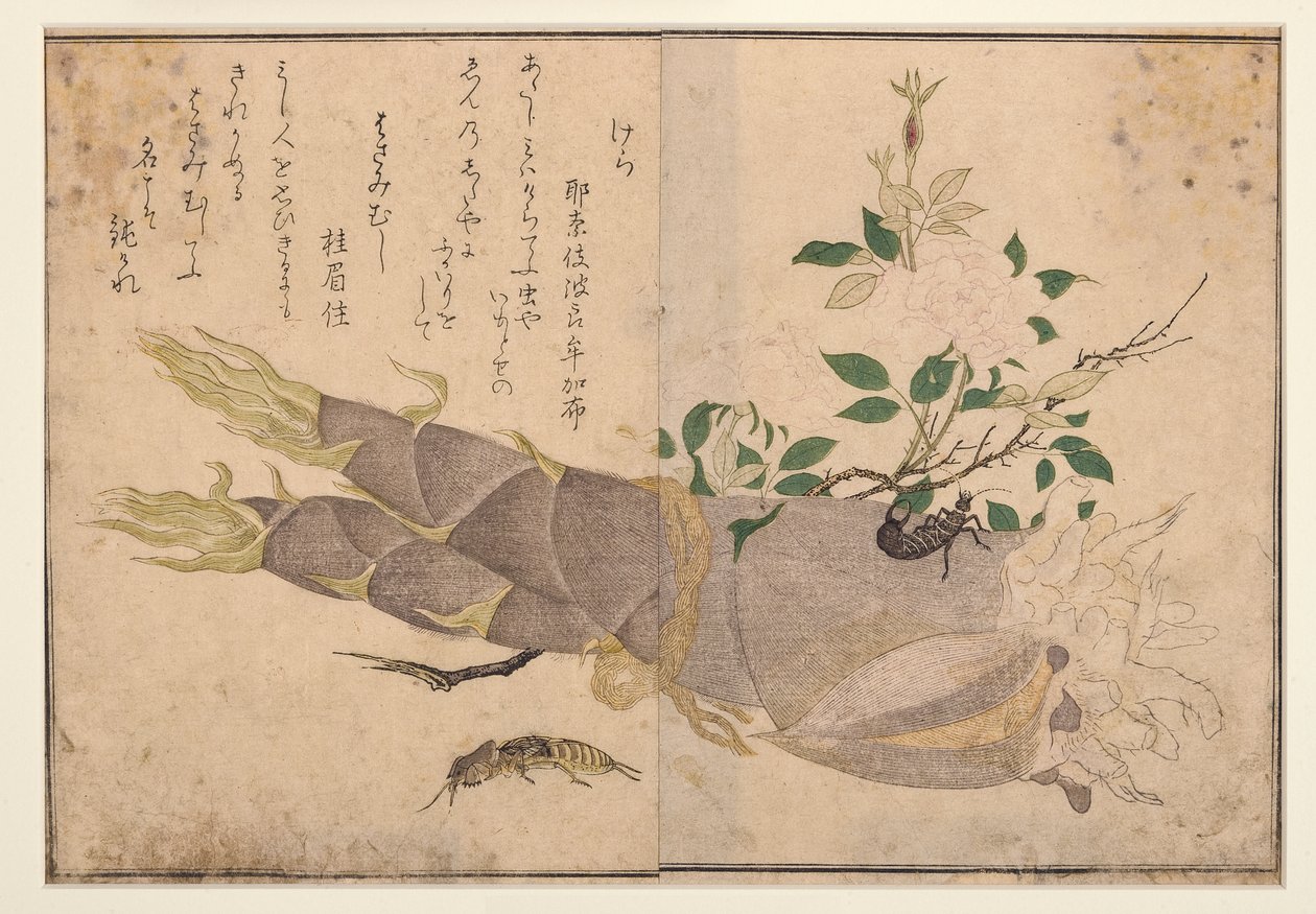 Earwig e toupeira-grilo, 1788 (woodblock) de Kitagawa Utamaro
