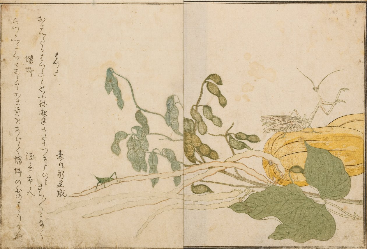 Gafanhoto e louva-a-deus, 1788 (xilogravura) de Kitagawa Utamaro