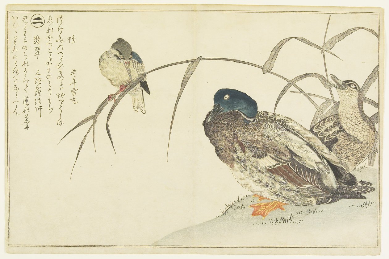 Patos-reais e um Kingfisher, 1790 de Kitagawa Utamaro