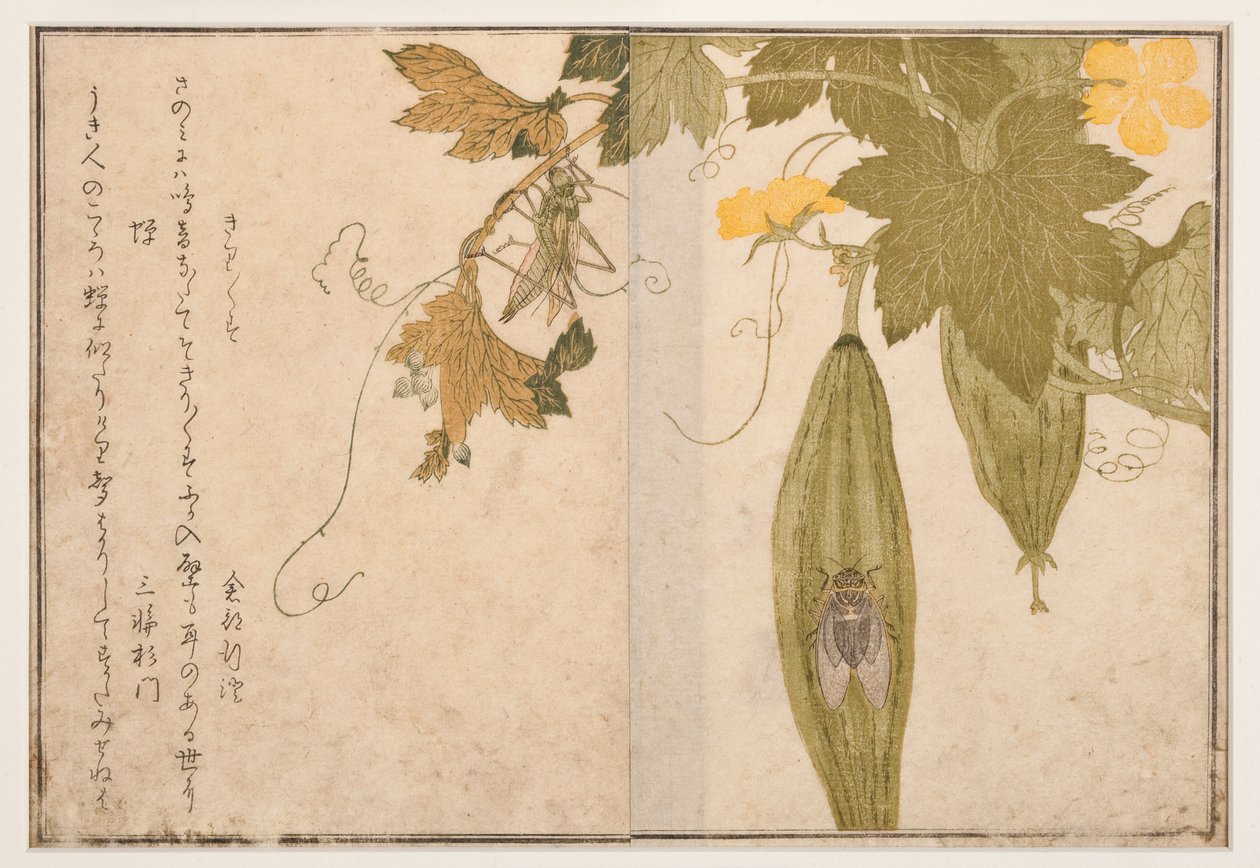 Cantando grilo na cigarra, 1788 (xilogravura) de Kitagawa Utamaro