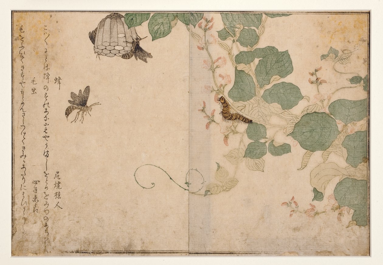 Vespas e lagarta peluda, 1788 (xilogravura) de Kitagawa Utamaro