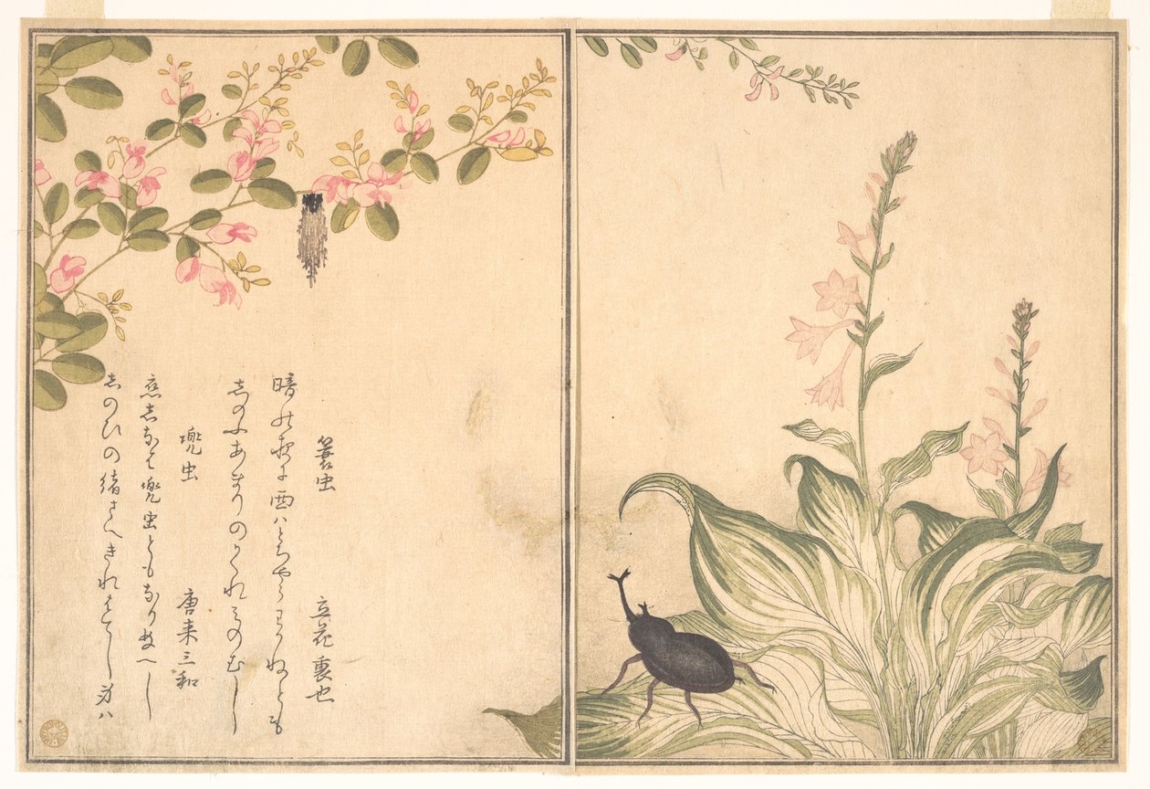 Lagarta porta-casas (Minomushi); escaravelho-rinoceronte (Kabutomushi), do Livro ilustrado de criaturas rastejantes (Ehon mushi erami) de Kitagawa Utamaro