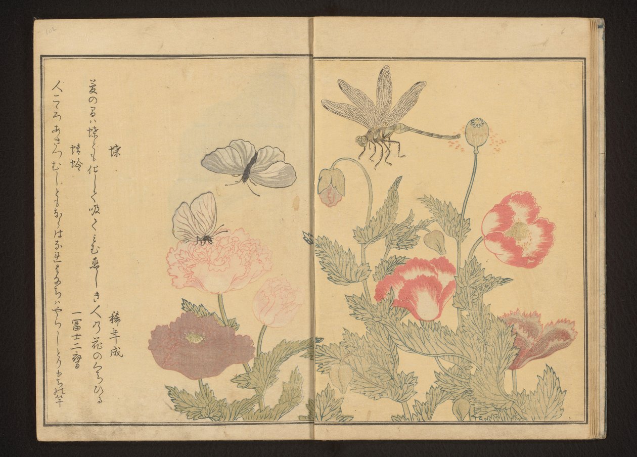 Borboletas e libélulas perto de papoilas de Kitagawa Utamaro