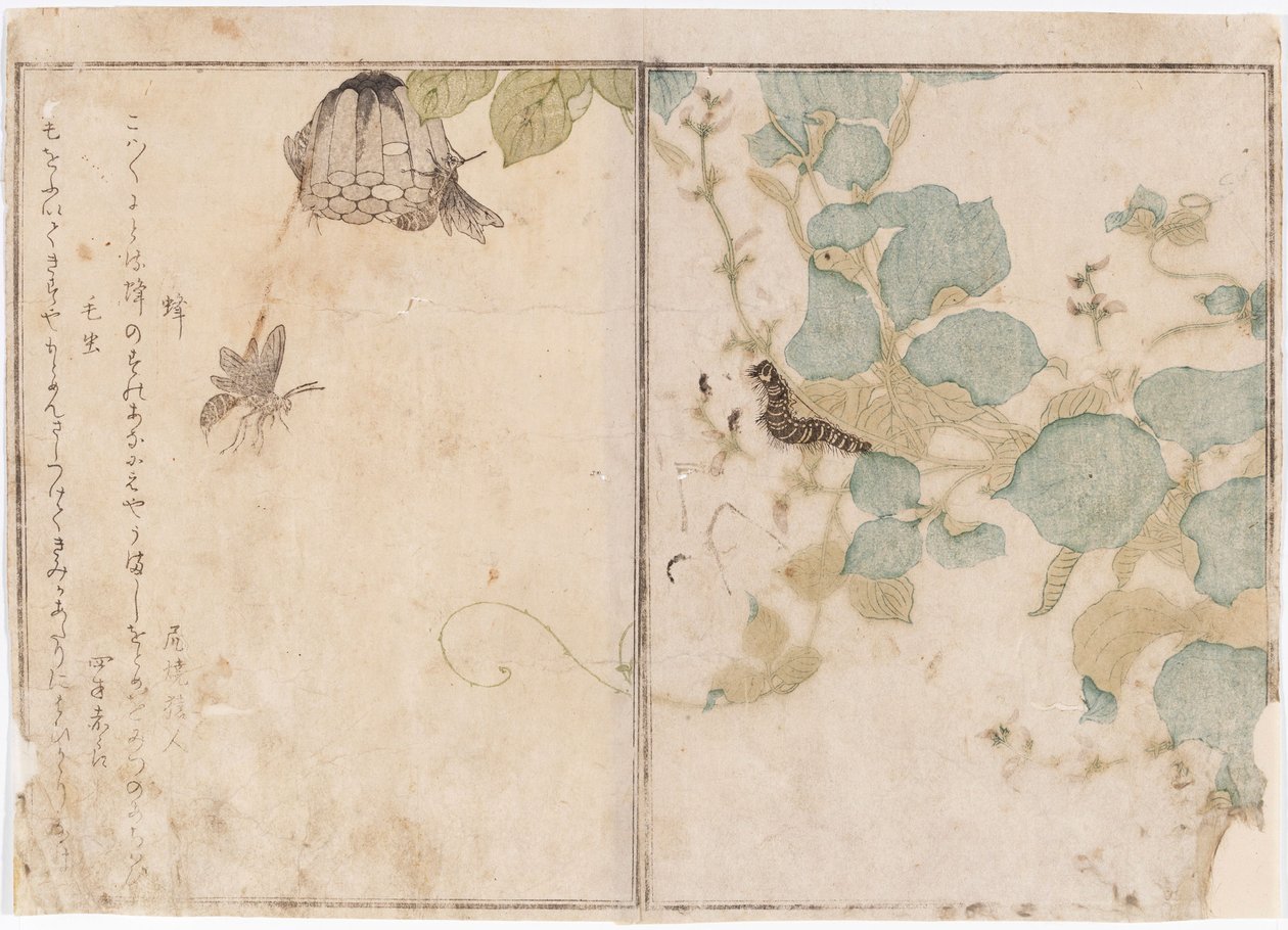 Lagartas e abelhas de Kitagawa Utamaro