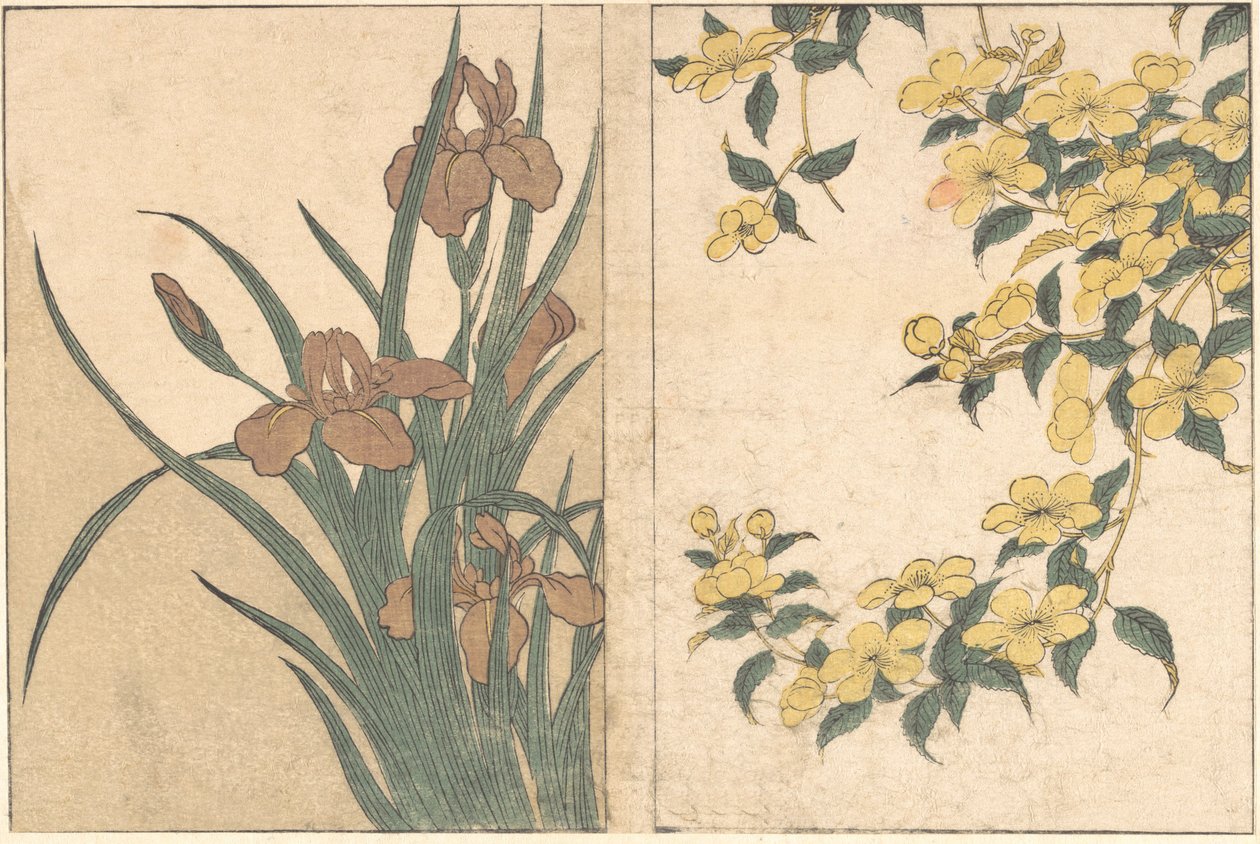 Cherry Blossoms and Irises, do livro ilustrado Flowers of the Four Seasons, 1801. de Kitagawa Utamaro