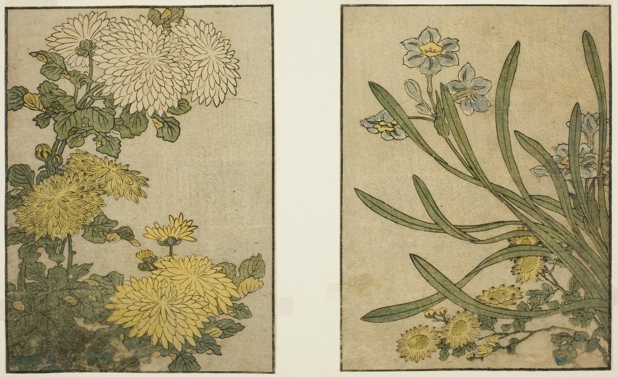 Crisântemo e Narciso, do livro ilustrado "Livro ilustrado: Flores das quatro estações (Ehon shiki no hana)", vol. 2 de Kitagawa Utamaro