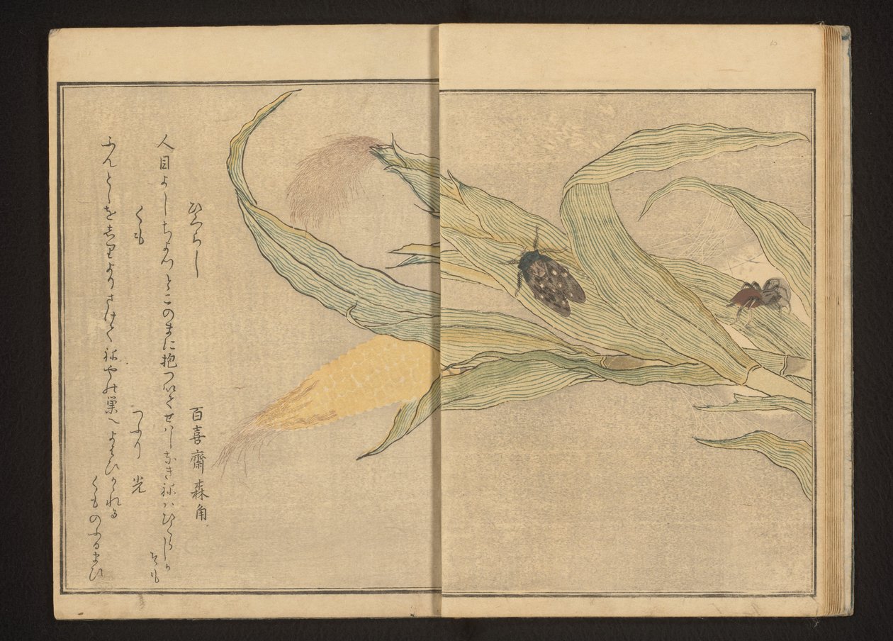 Cigarra e aranha no milho de Kitagawa Utamaro
