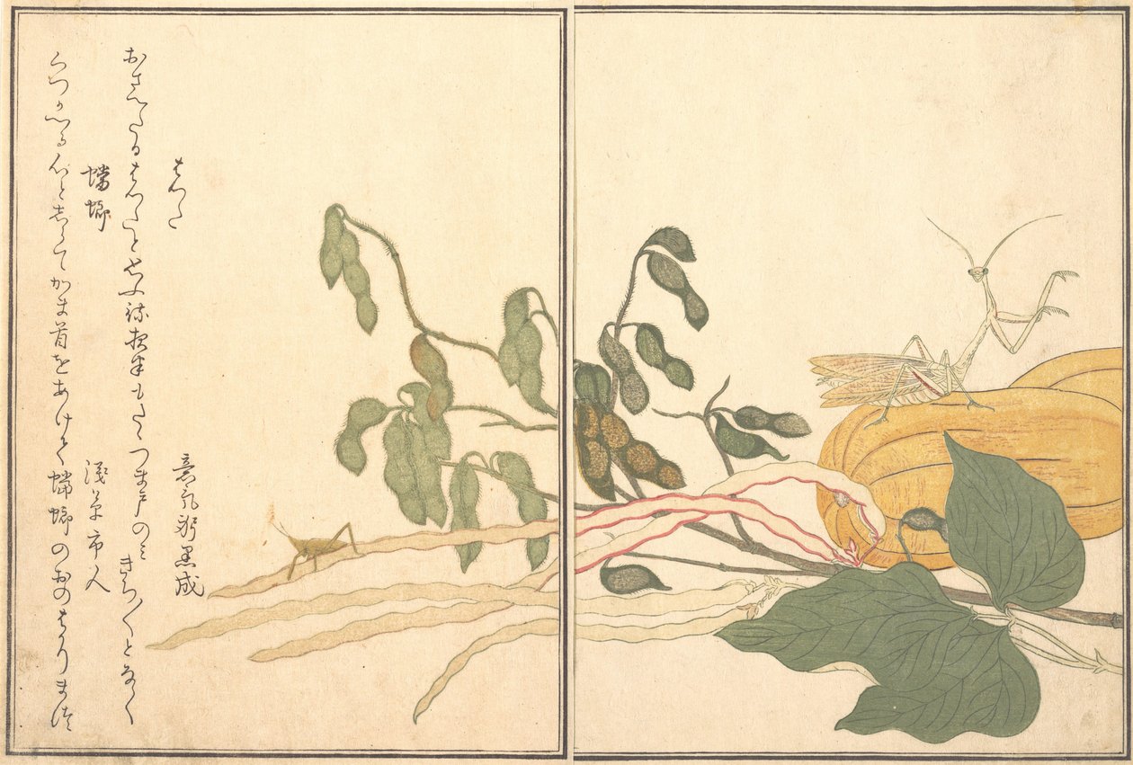 Gafanhoto de cabeça cónica ou Gafanhoto, Batta, Louva-a-Deus Toro ou Kamakiri..., 1788. de Kitagawa Utamaro