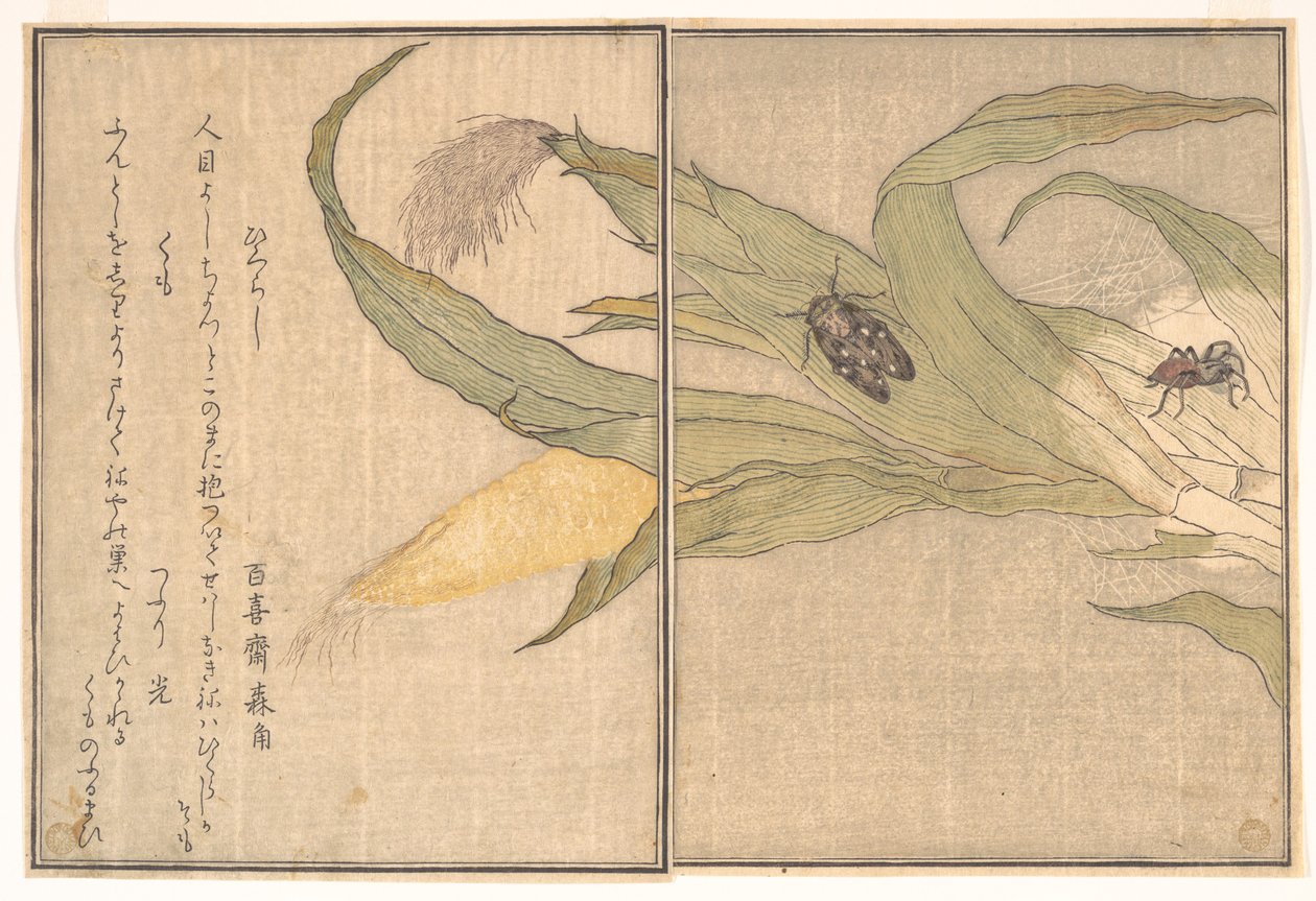 Cigarra nocturna, Higurashi; aranha, Kumo, do Livro ilustrado de criaturas rastejantes (Ehon mushi erami) de Kitagawa Utamaro