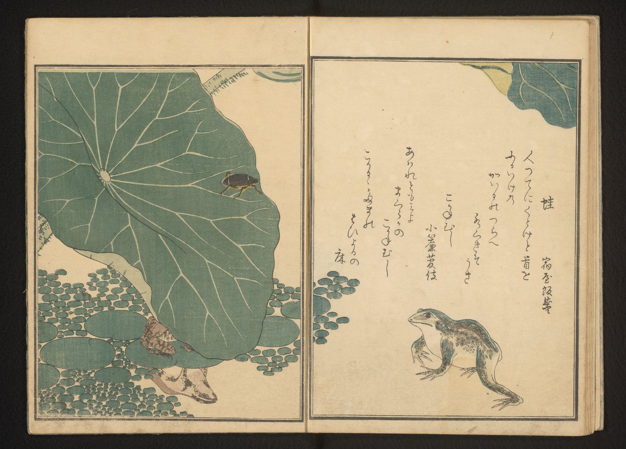 Sapos e inseto de ouro perto de lótus de Kitagawa Utamaro