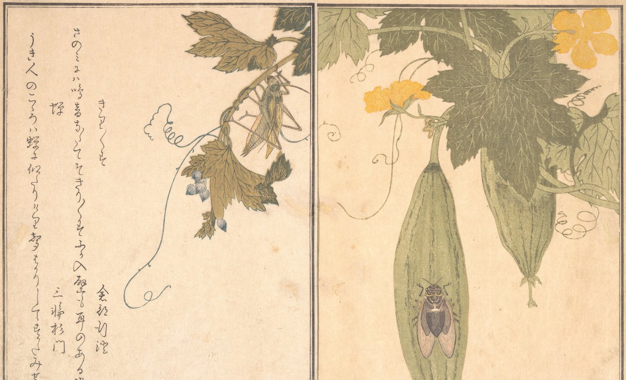 Gafanhoto Kirigirisu, Cicada Semi..., 1788. de Kitagawa Utamaro
