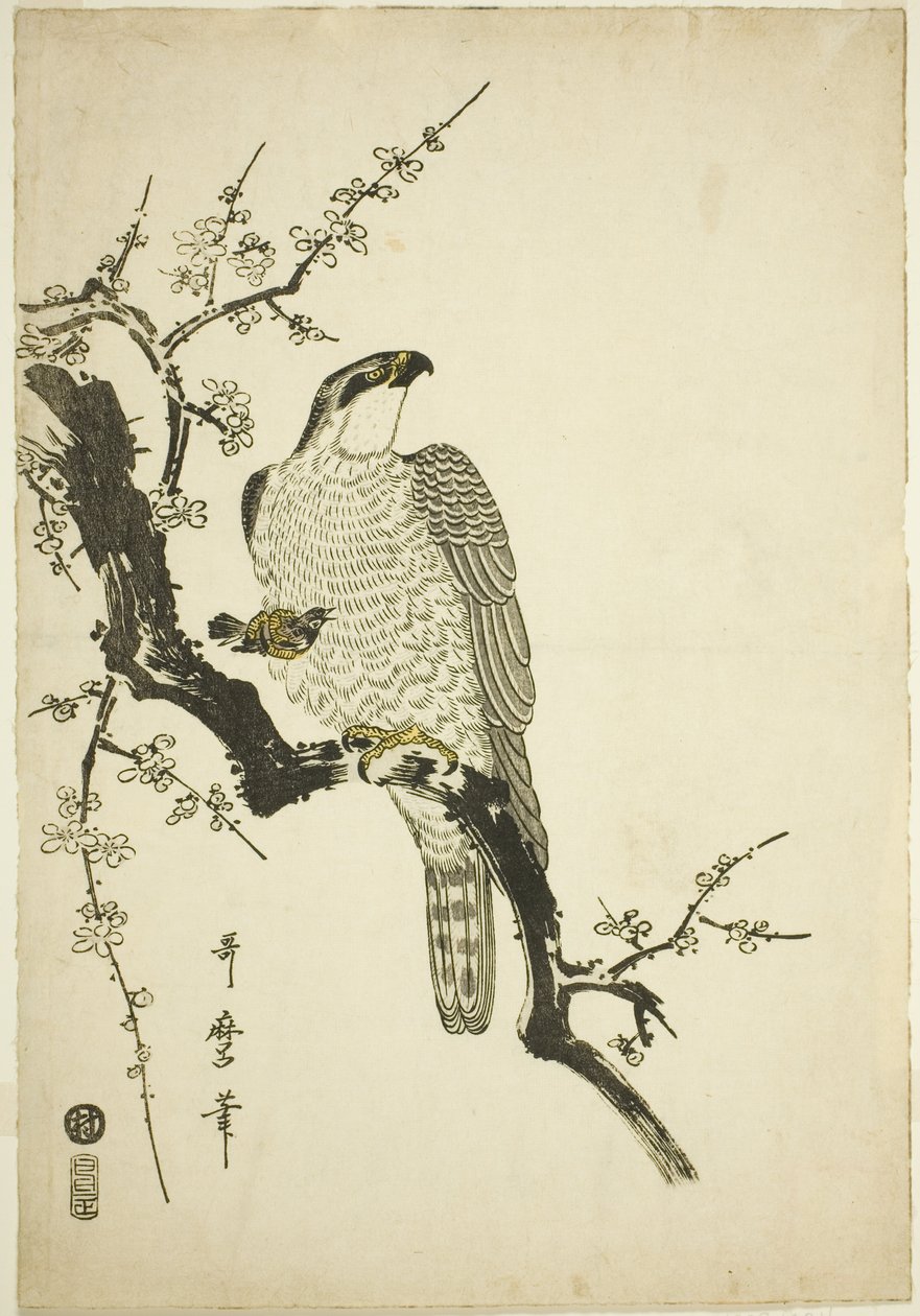 Falcão em um galho de ameixa de Kitagawa Utamaro
