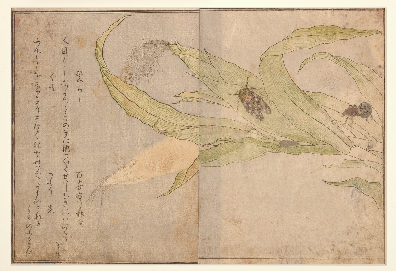 Higurashi e aranha, 1788 (xilogravura) de Kitagawa Utamaro