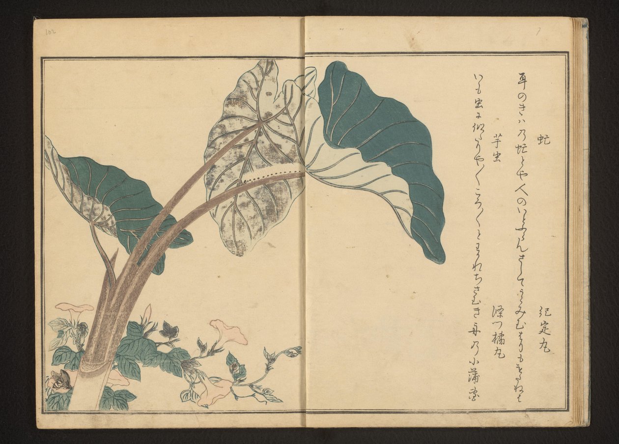 mutuca na trepadeira e lagarta na planta de taro de Kitagawa Utamaro