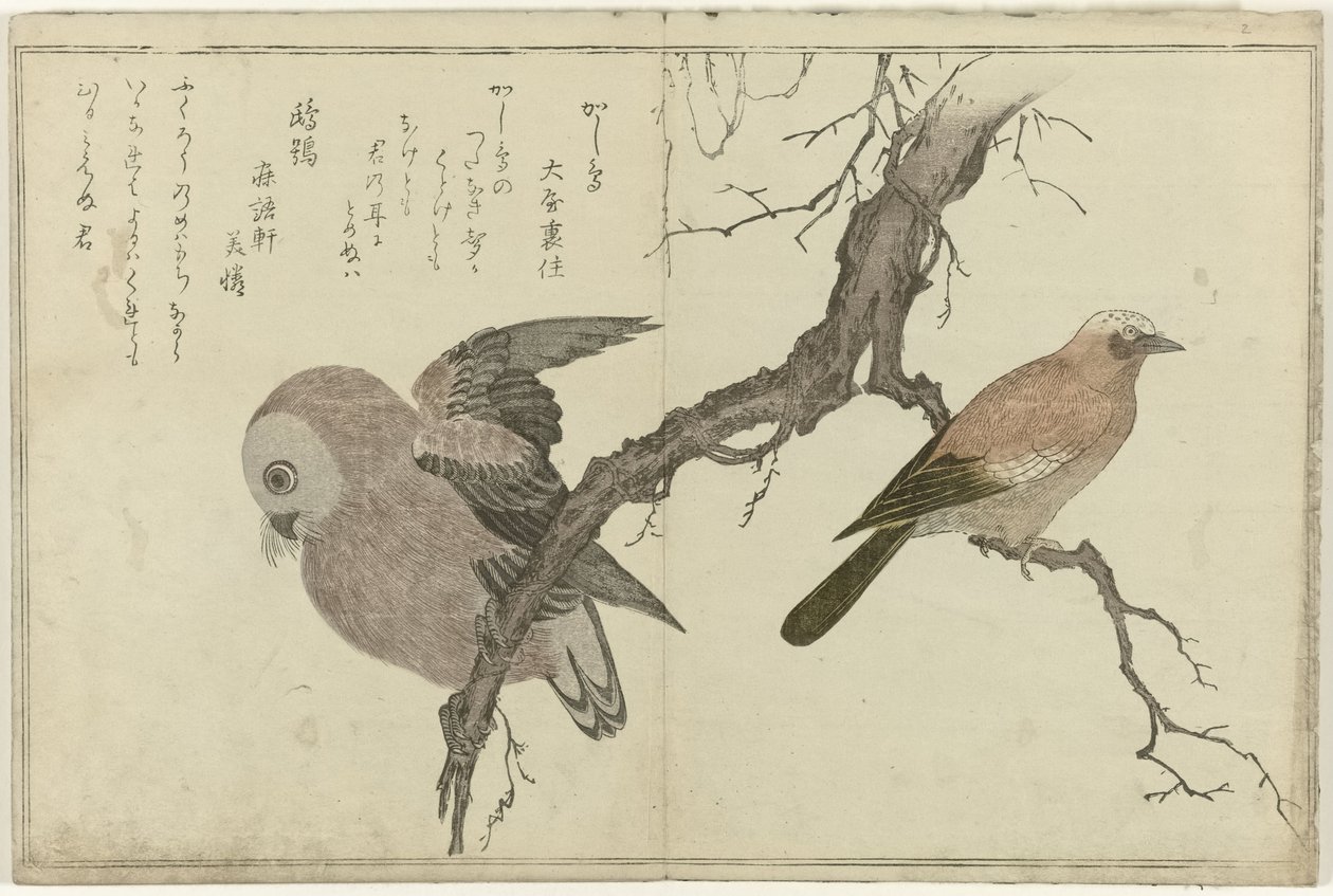 Jay e coruja de Kitagawa Utamaro