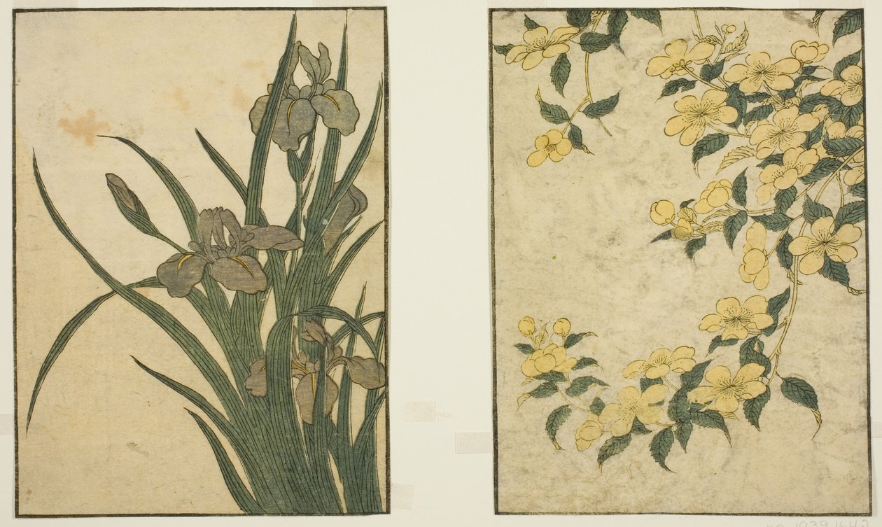 Kerria e Iris, do livro ilustrado "Picture Book: Flowers of the Four Seasons (Ehon shiki no hana)", vol. 1 de Kitagawa Utamaro