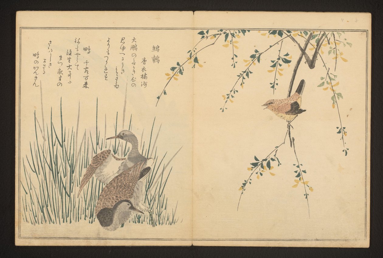 Mallard e kingfisher de Kitagawa Utamaro
