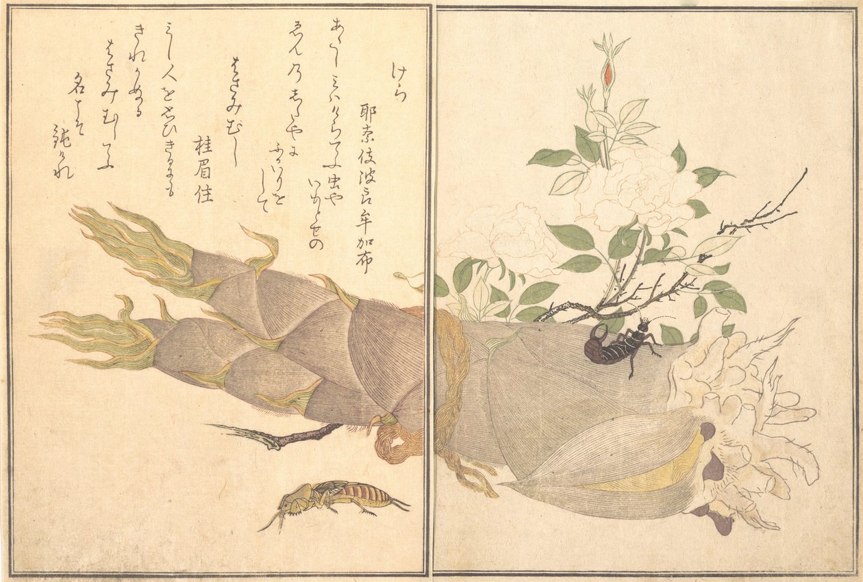 Mole Cricket Kera, Earwig, Hasami-mushi ..., 1788. de Kitagawa Utamaro