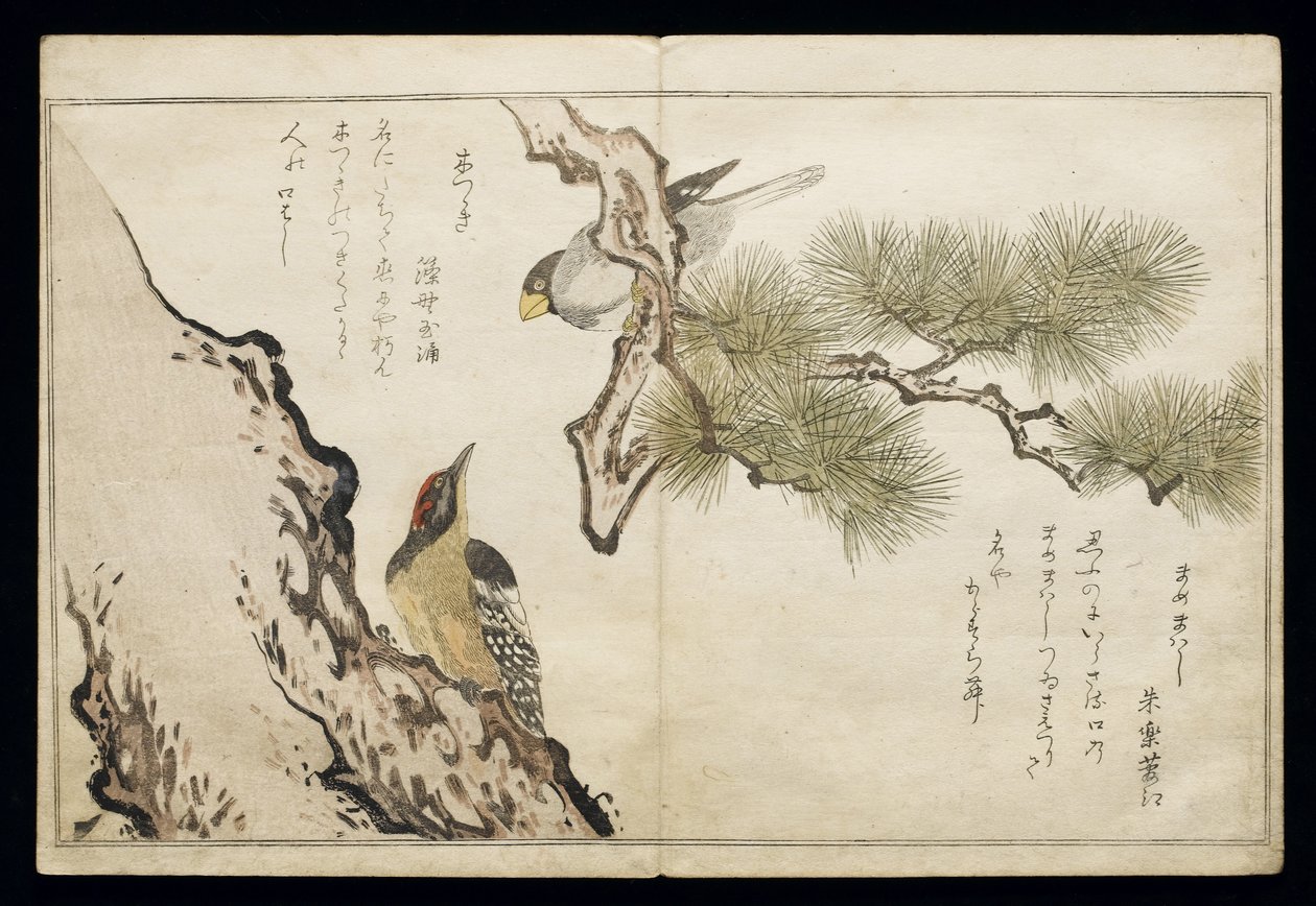 P.332-1946 Vol.1 f.3 Hawfinch e um pica-pau, do álbum &39;Birds comparison in Humorous Songs&39;, 1791 (impressão em xilogravura a cores) de Kitagawa Utamaro