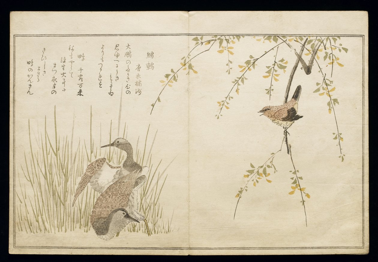 P.332-1946 Vol.1 f.5 Wren e um par de Snipe, do álbum &39;Birds comparison in Humorous Songs&39;, 1791 (impressão em xilogravura a cores) de Kitagawa Utamaro