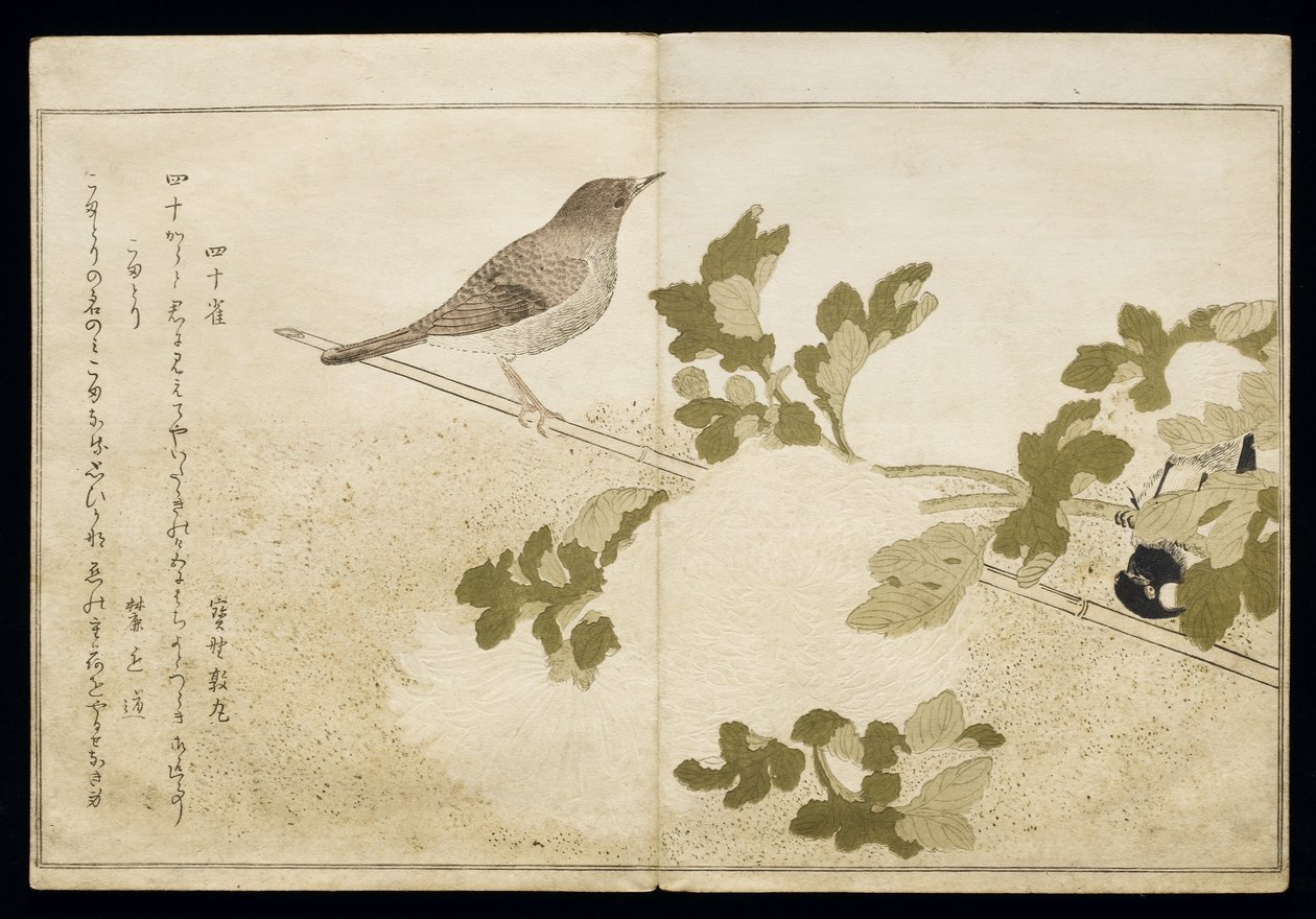 P.332-1946 Vol.2 f.2 Manchurian Great Tit e um Robin, do álbum &39;Birds comparison in Humorous Songs&39;, 1791 (impressão em xilogravura a cores) de Kitagawa Utamaro