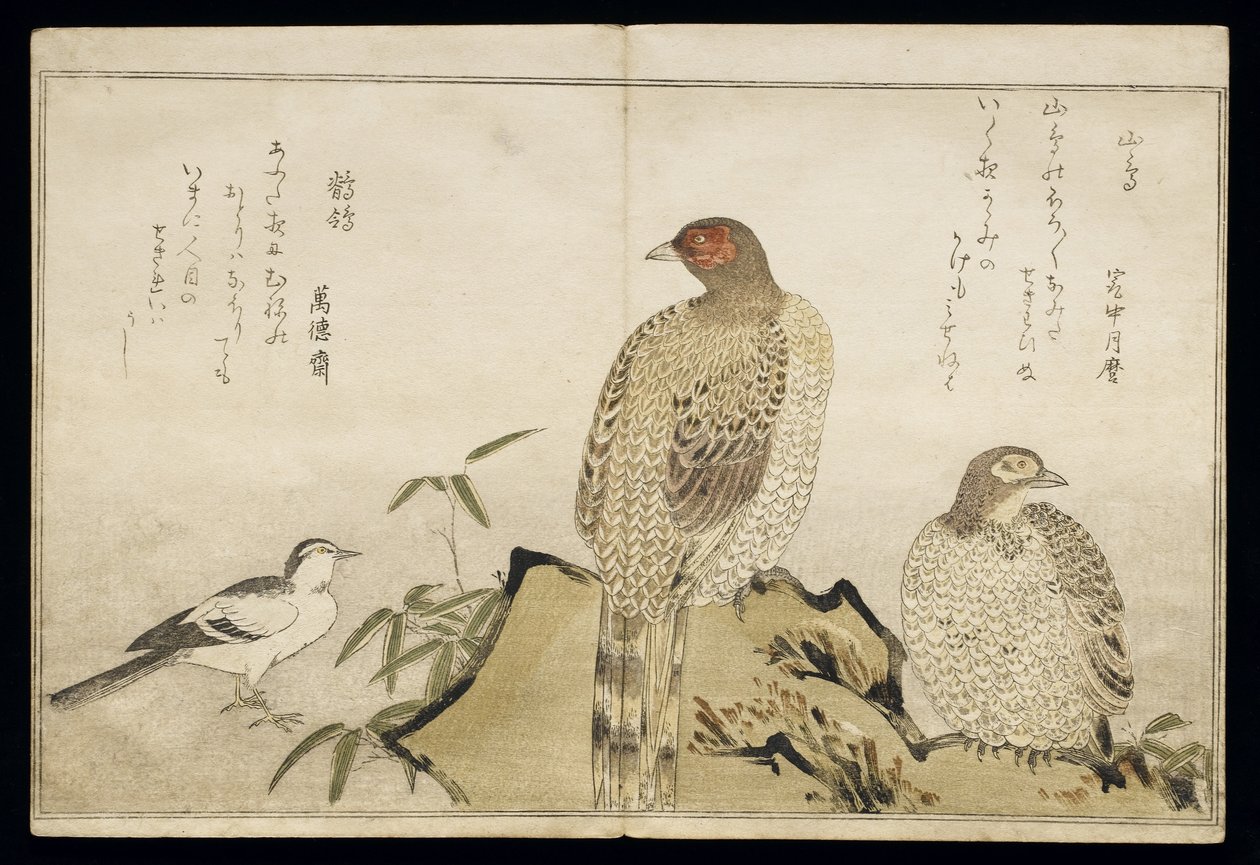 P.332-1946 Vol.2 f.3 Dois Faisões de Cobre e uma Alvéola, do álbum &39;Aves comparados em Canções Cómicas&39;, 1791 (impressão em xilogravura a cores) de Kitagawa Utamaro