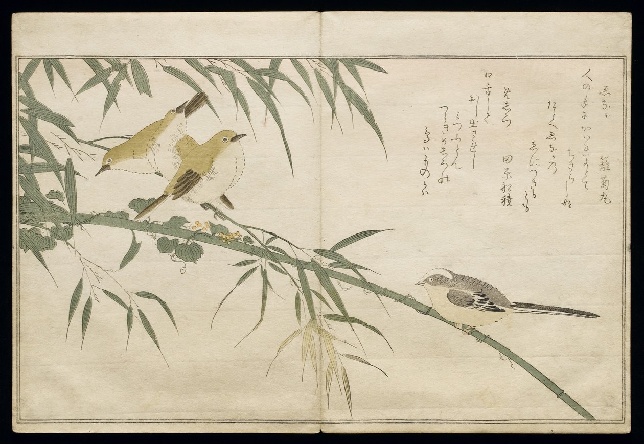 P.332-1946 Vol.2 f.6 Long-tailed Tit e três White Eyes, do álbum &39;Birds comparison in Humorous Songs&39;, 1791 (impressão em xilogravura a cores) de Kitagawa Utamaro