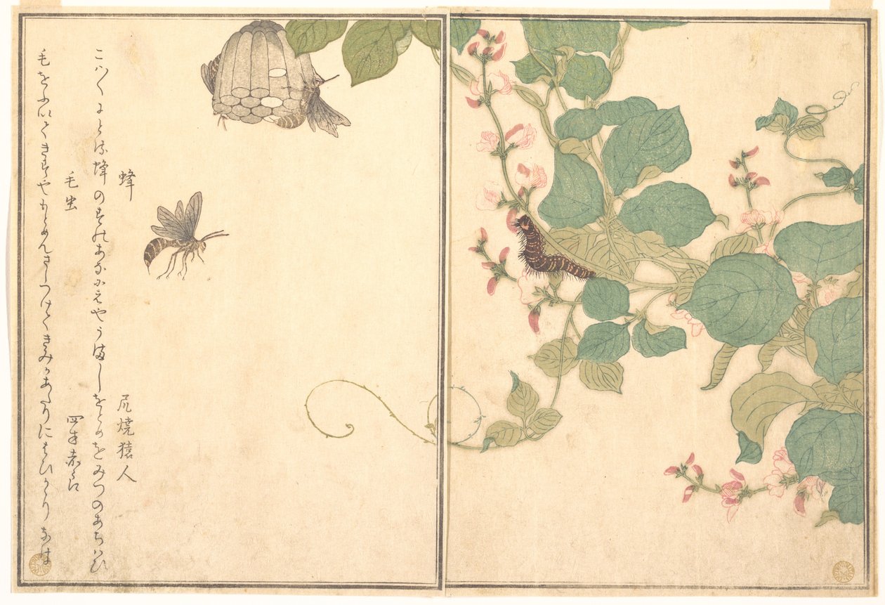 Vespa-de-papel (Hachi); lagarta peluda (Kemushi), do Livro ilustrado de criaturas rastejantes (Ehon mushi erami) de Kitagawa Utamaro