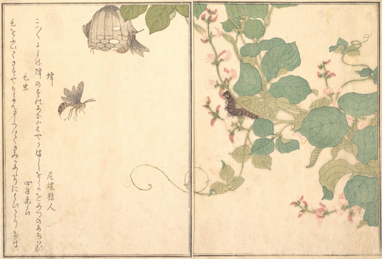 Hachi Vespa de Papel, Lagarta Cabeluda Kemushi..., 1788. de Kitagawa Utamaro