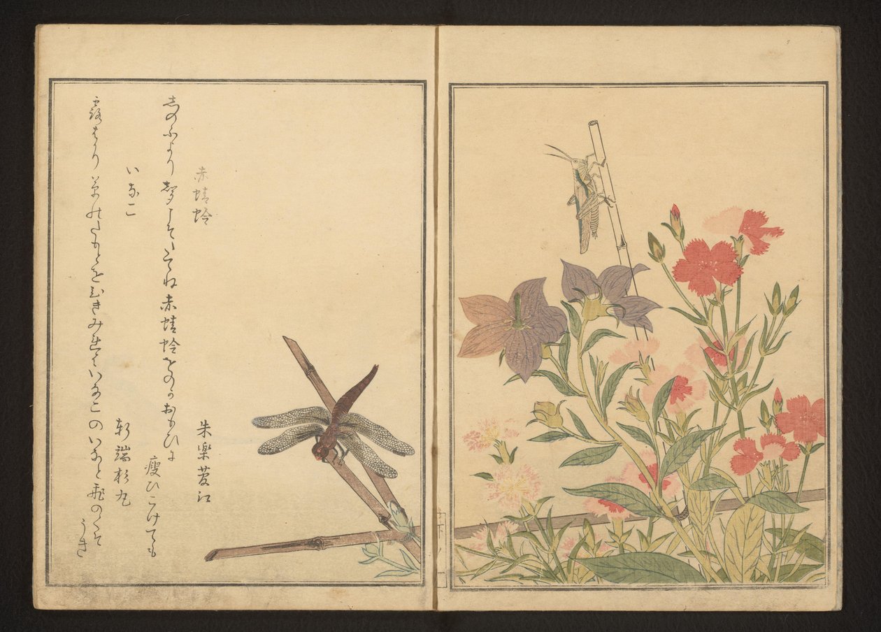 Libélula vermelha e gafanhoto por roscas de Kitagawa Utamaro
