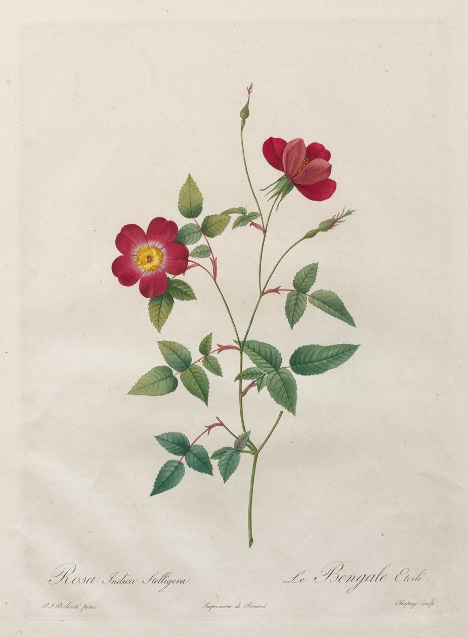 Rosa Indica Stelligera de Kitagawa Utamaro