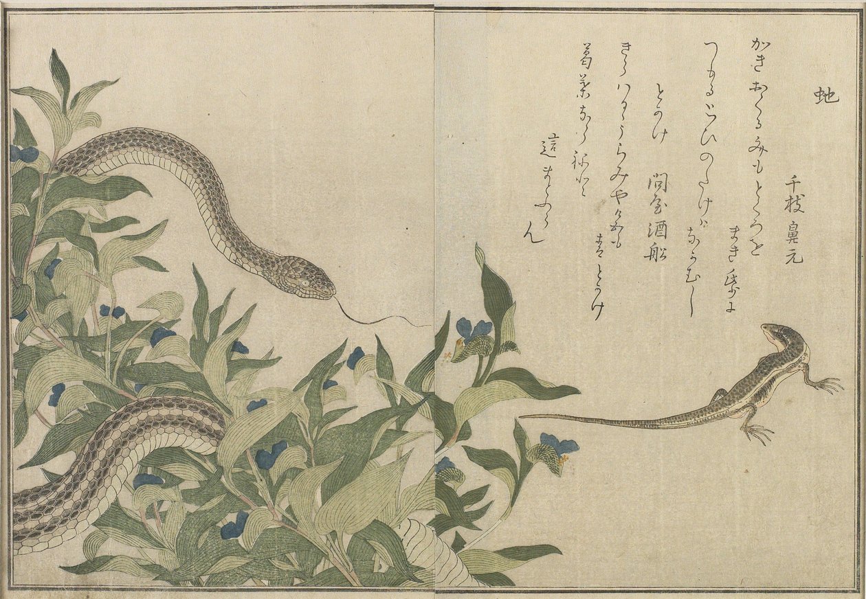 Serpente e Lagarto, 1788 (impressão de woodblock de cor) de Kitagawa Utamaro