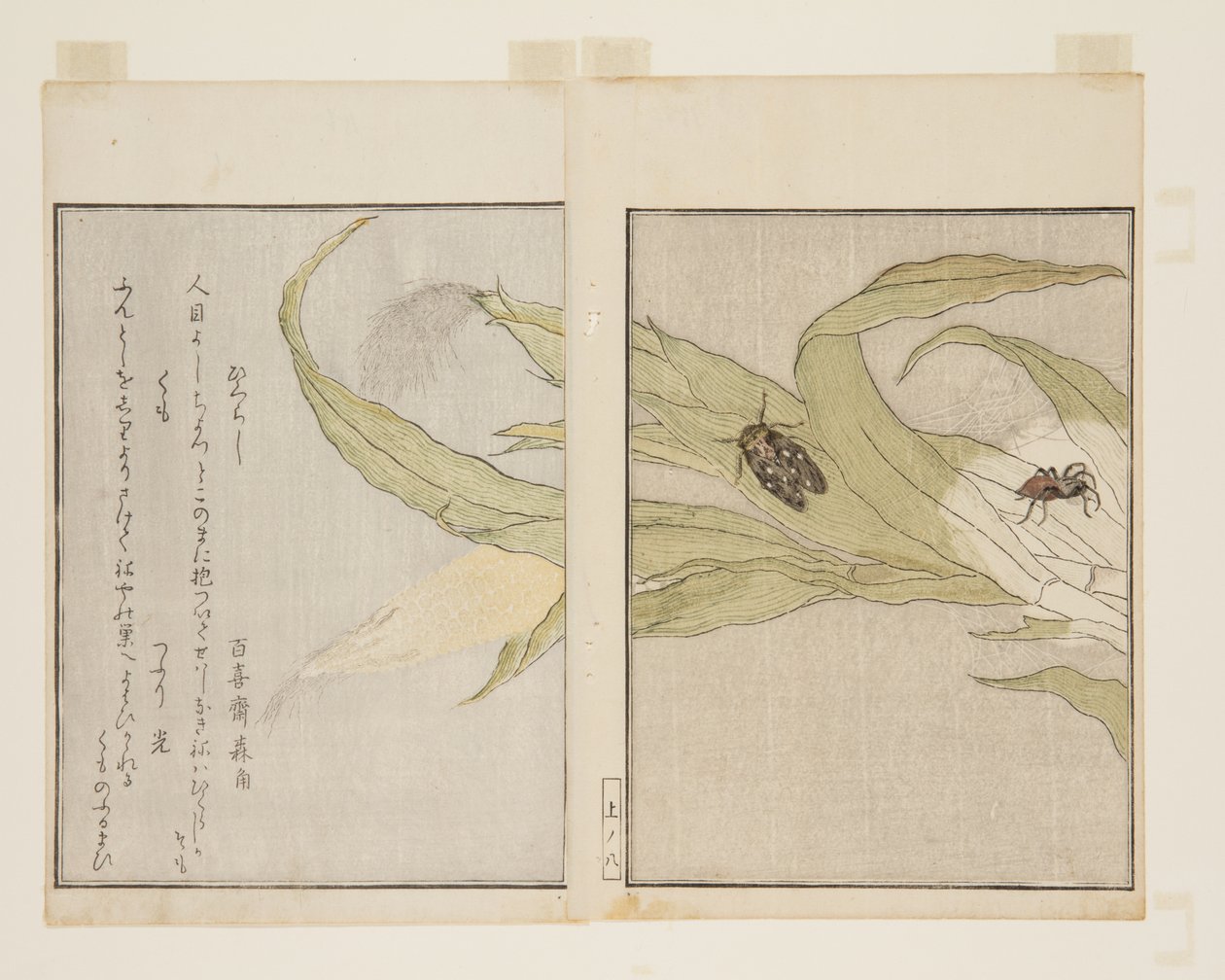 Aranha (Kumo) e Cicada Noturna (Higurashi) (impressão em bloco de madeira a cores) de Kitagawa Utamaro