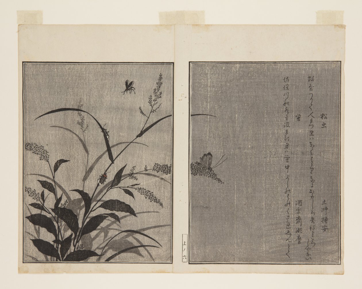 Tree Cricket (Matsumushi) e Firefly (Hotaru) (impressão em bloco de madeira colorida) de Kitagawa Utamaro