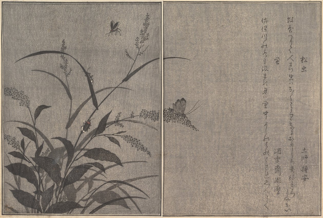 Matsumushi Tree cricket, Firefly Hotaru..., 1788. de Kitagawa Utamaro