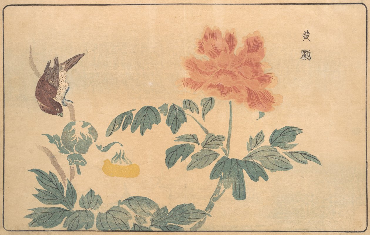 Oriole chinês e peônias, 1789. de Kitao Masayoshi