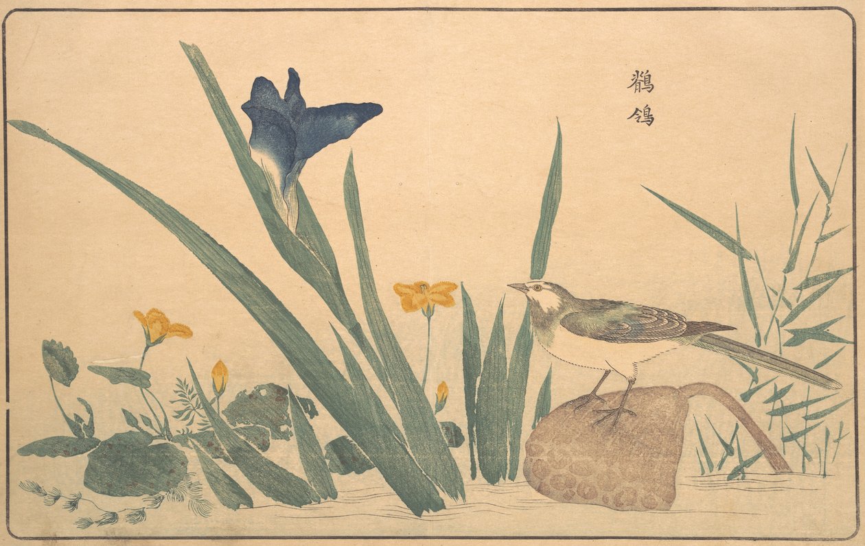 The Pied Wagtail, 1789. de Kitao Masayoshi