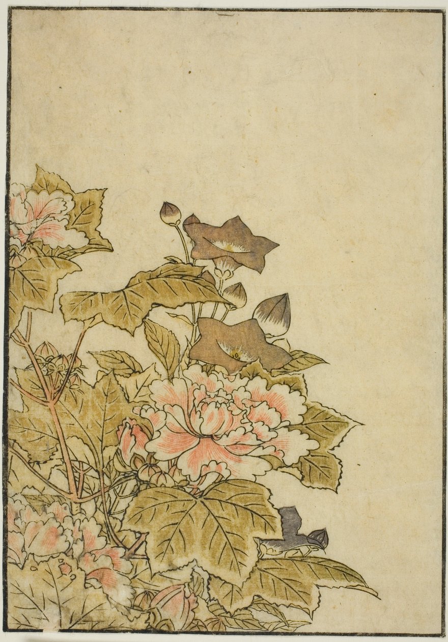 Flores de outono: peônias e campânulas, do livro "Espelho de belas mulheres dos aposentos do prazer (Seiro bijin awase sugata kagami)", vol. ２ de Kitao Shigemasa