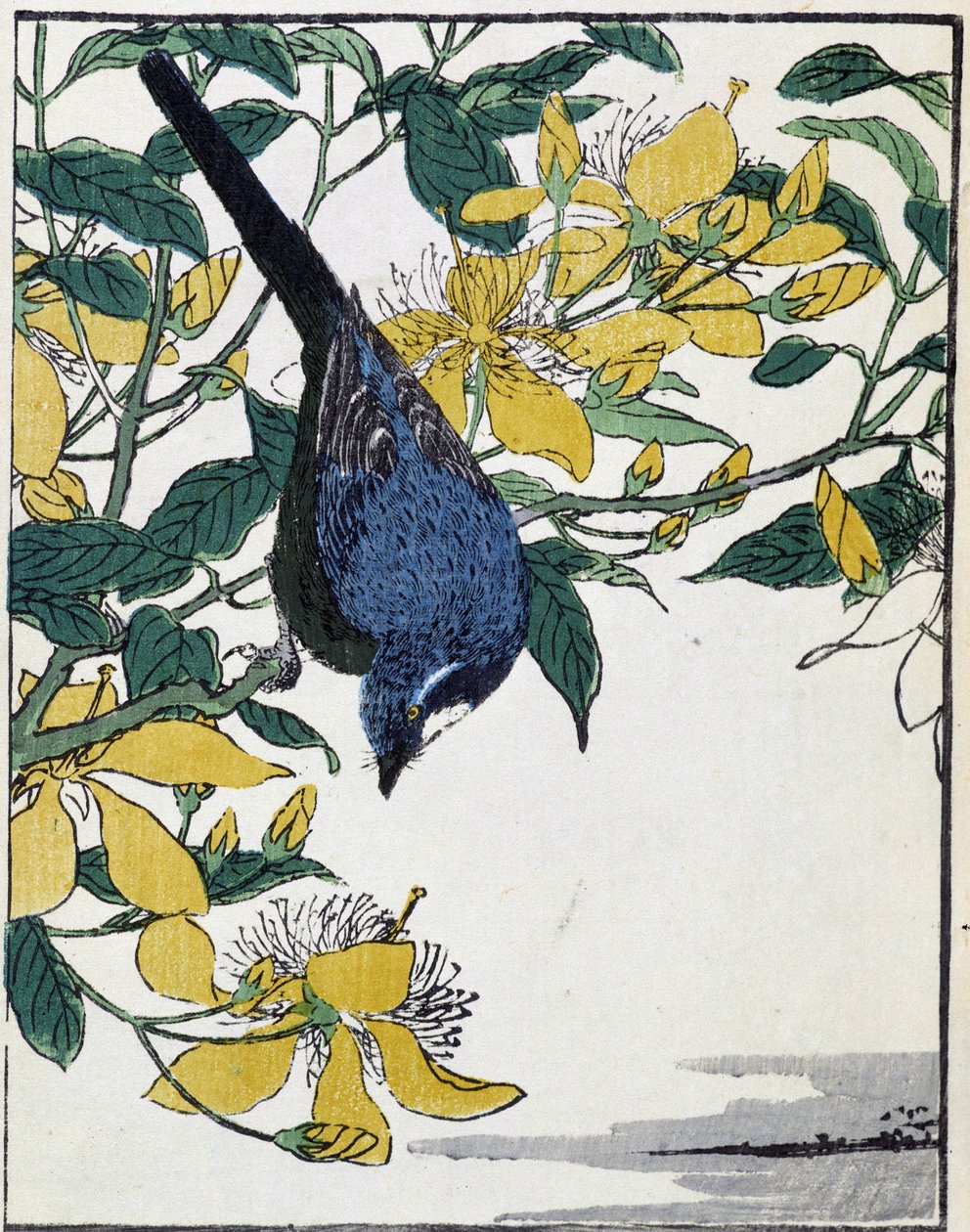 Um pássaro numa árvore. Desenho japonês de Kitao Kosuisai de Kitao Shigemasa