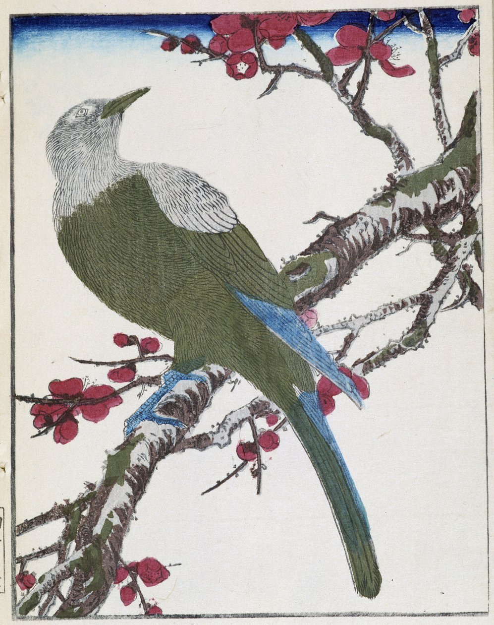 Um pássaro numa árvore. Desenho japonês de Kitao Kosuisai de Kitao Shigemasa