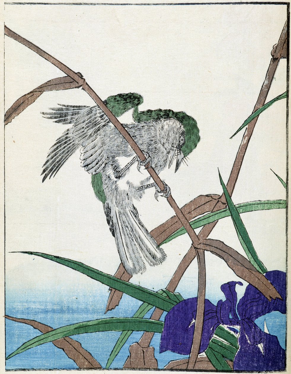Um pássaro numa árvore. Desenho japonês de Kitao Kosuisai de Kitao Shigemasa