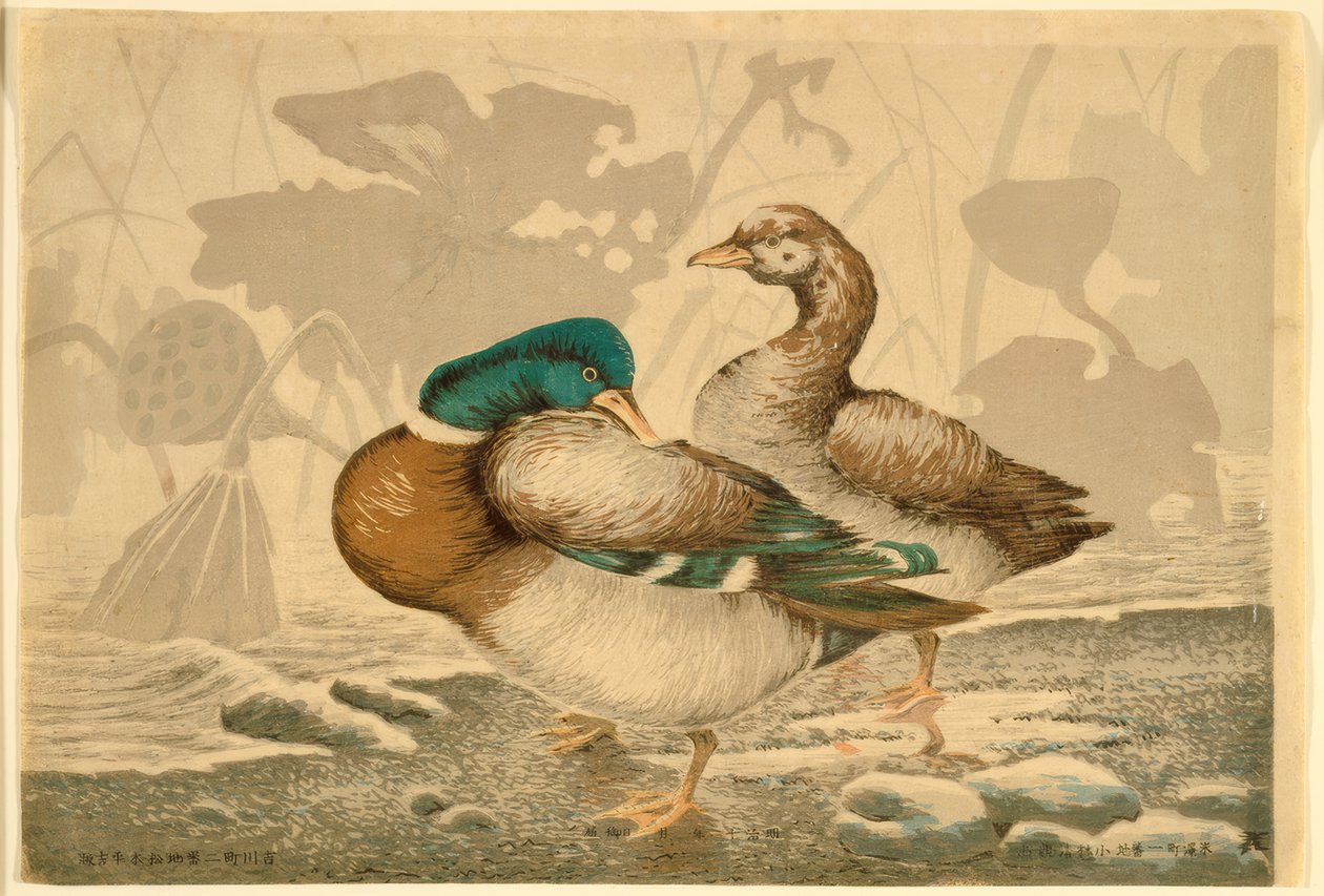 Patos e Lotus Murchos de Kiyochika Kobayashi