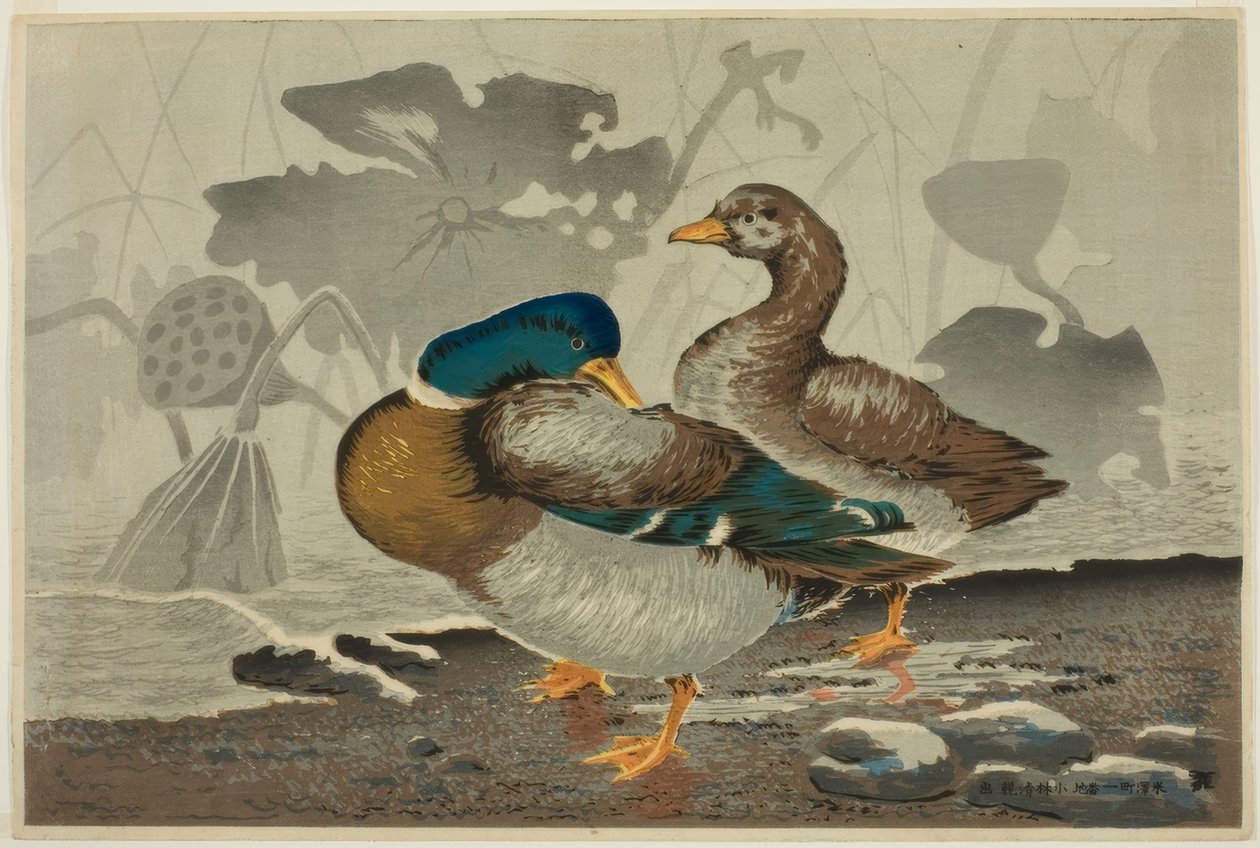Um par de patos em um lago de lótus de Kiyochika Kobayashi