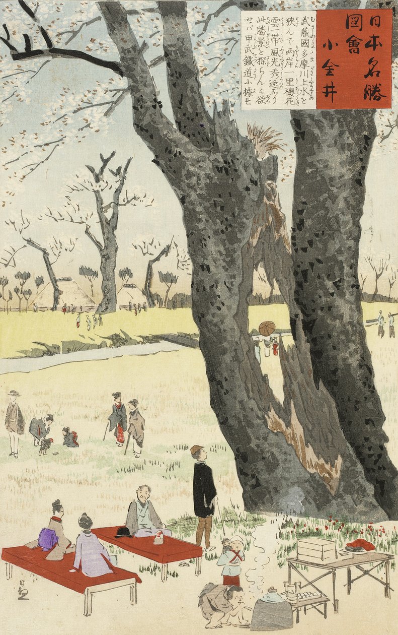 Koganei, flores de cerejeira de esboços de lugares famosos no Japão, 1896 (impressão em xilogravura de cor) de Kobayashi Kiyochika