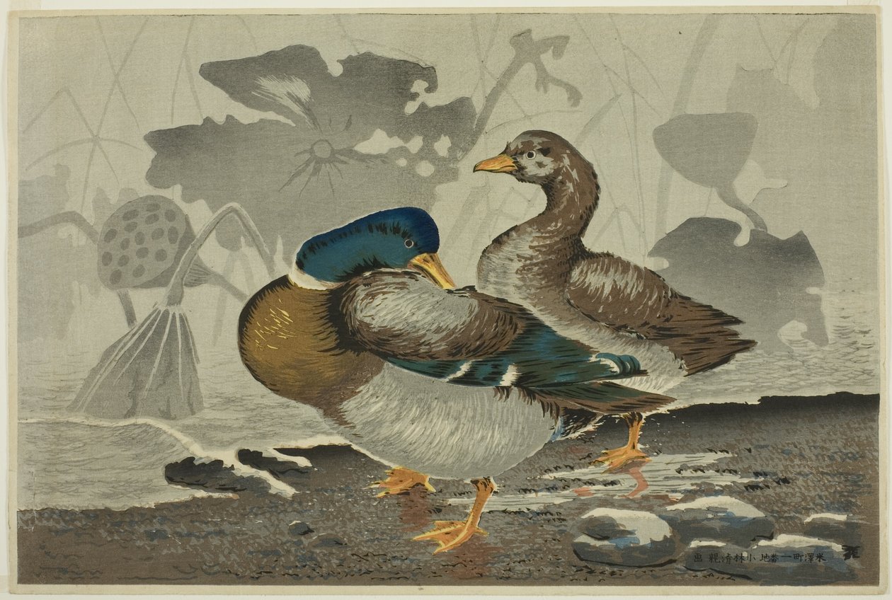 Um par de patos por uma lagoa de lótus de Kobayashi Kiyochika